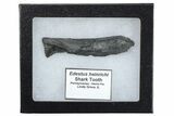 Bizarre Shark (Edestus) Jaw Section with Tooth - Carboniferous #269634-3